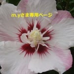 専用ページ