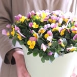再販☆イエローピンクビオラ