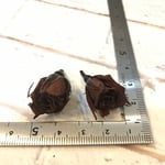 希少❗️マイクロローズカフェ小分け❣️ハーバリウム花材プリザーブドフラワー