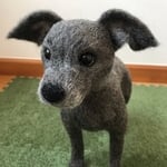オーダー品イタリアングレーハウンド