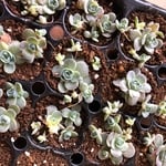 ❤︎多肉植物 子持ち蓮華錦