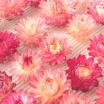 貝細工のドライフラワー<濃いピンク8個>