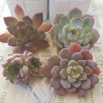 パクさん苗⭐️Kさまオーダー苗⭐️花歌農場⭐️多肉植物