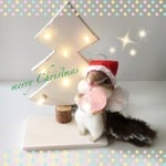 クリスマスでライト映えなしまりすちゃん💡