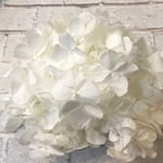大人気ホワイト第1位❗️純白紫陽花❗️アンデスアジサイパールホワイト入荷❣️ハーバリウム花材プリザーブドフラワー