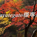 【hayategato様専用】