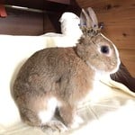 【再販】うさぎ ミニクラウン サファイアブルー×ゴールド