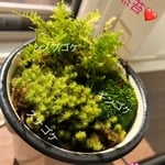 とれたて天然苔！3種類の可愛いパックB！！