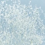 ＊再…販＊ラメかすみ草＊白ラメ<ブリザードフラワー>