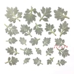 アルテミシア 押し花 素材