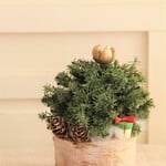 クリスマスツリー＊小＊B