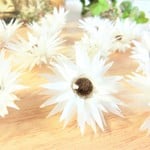 エバーラスティング満開　小分け（芯黒）　ペーパーデージー　ハーバリウム、アロマワックス、スワッグ、ボタニカルキャンドル他花材