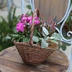 *フリルが可愛いシクラメンの寄せ植え* 