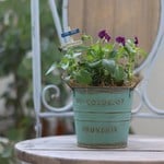 *ぞうさんビオラの鉢植え*