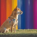お好みの生地で♪ フットハーネス☆中型犬 Mサイズ　シルバー