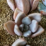 多肉植物 エケベリア 韓国苗 真珠姫