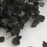 シェア花材☆アジサイ　ブラック
