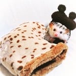 ハリネズミ.小動物用靴下寝袋(キリン柄)
