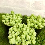 ❤︎NEW✨多肉植物 ビアポップ セダム