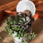 多肉植物 リメイク缶 寄せ植え ジャイアントブルー