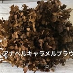 人気色キャラメルブラウンアナベルアジサイ❣️レジン/アクセサリー花材プリザーブドフラワー紫陽花