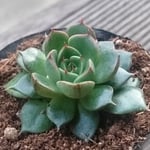 【送料込】大和美尼★抜き苗★エケベリア★多肉★多肉植物★