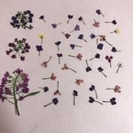 送料無料♡押し花 アリッサム 