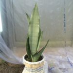 観葉植物♡カゴ入りサンスベリア