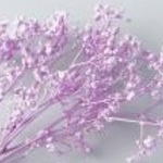 少量　おすそ分け　紫　ライラック　パープル　　カスミ箏　カスミソウ　 　プリザーブド　プリザーブドフラワーの特性上、花びら等にひびや割れが生じる場合、配送中に花びらや実ものが落ちてしまう場合があります