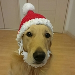 クリスマス🎄大型犬用サンタの帽子🎅🌟送料無料🎵
