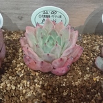 多肉植物 韓国 パクさん苗 pierri 花歌農場