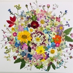 押し花☆アジサイ、かすみ草、ミニバラ他小花MIX たくさん 花材 おまけ付き