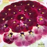 ♡new♡作家様必見♡ ♡赤花処理済み♡ ♡人気のビオラ♡押し花セット