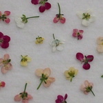 ♪小さい小さい１輪　アリッサム　華やか系mix１００輪　押し花素材
