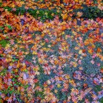ポストカードＡ『落ち葉紅葉』＋他のポストカードＡタイプを２枚