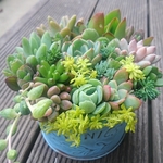 【送料込】ジャンク・ブルー缶寄せ植え★多肉★多肉植物★寄せ植え★ブルー★カット苗★