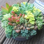 【送料込】コフレ風寄せ植え★ブルーエルフ★多肉★多肉植物★寄せ植え★カット苗★
