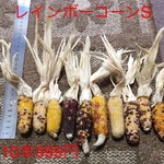 レインボーコーンS 10本