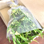 ヤドリギ 1束  ご進物用