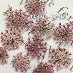 レースフラワーのドライフラワー classic pink gradation