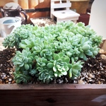 もりもり💕イリア株分け💕多肉植物