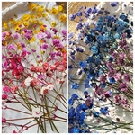 インテリアの模様替えに*かすみそう*押し花*