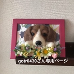 額縁犬オーダー