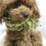 【犬用 スヌード】メロンキャンディ・きいろ/撮影やイベントに♡