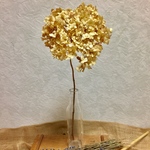 ドライあじさい
