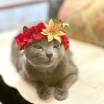 再販【猫用 花冠】ポインセチア花冠🎄
