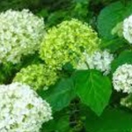 今が植え時‼️お花屋さんが作った紫陽花の挿し木苗