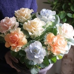 パステル葉牡丹の寄せ植え