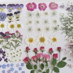 L様専用ページ　 押し花素材　レースフラワー　マトカリア   アリッサム