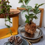 [お手入れ簡単☆癒しの空間作りに♪]アイビーの苔玉